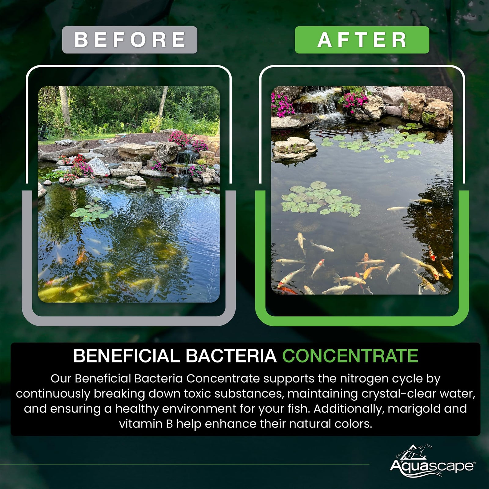 Aquascape Beneficial Bacteria Concentrate for Pond and Water Features, 1.1-Pound, 98949
