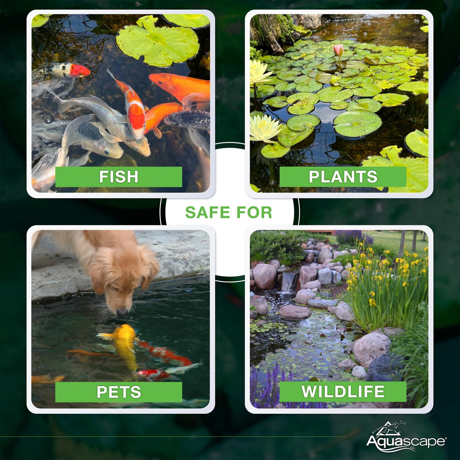 Aquascape 98950 Beneficial Bacteria Water Treatment Dry - 3.2 kg/7 lbs for Pond Water Feature Waterfall | Provides Clean, Clear and Healthy Water Conditions and Reduces Pond Maintenance