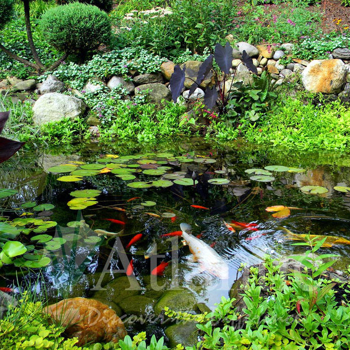 Pond Filtration
